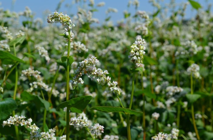 ГРЕЧИХА: новые сорта и особенности  технологии возделывания 