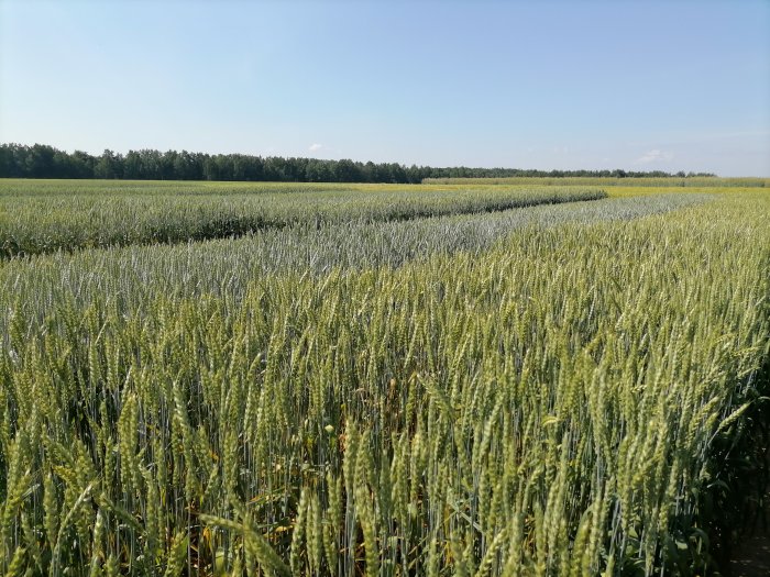 Научно-практический семинар  «ДНИ ПОЛЯ-2022»