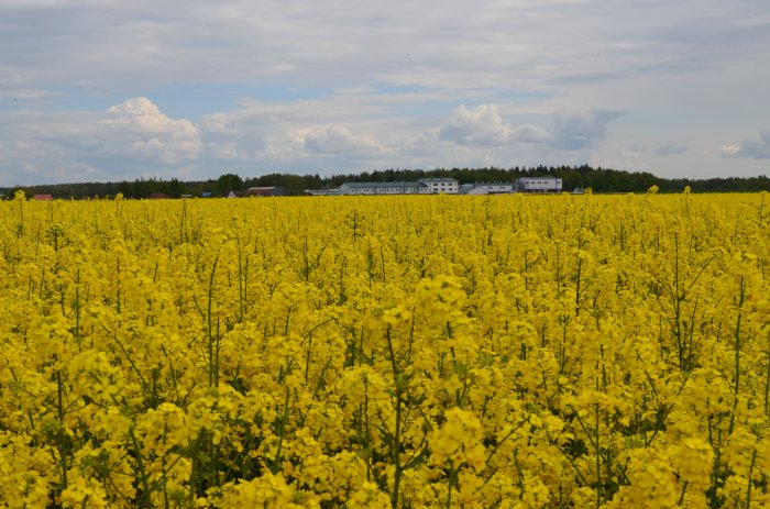 Влияние основных элементов технологии возделывания на перезимовку и урожайность озимого рапса 